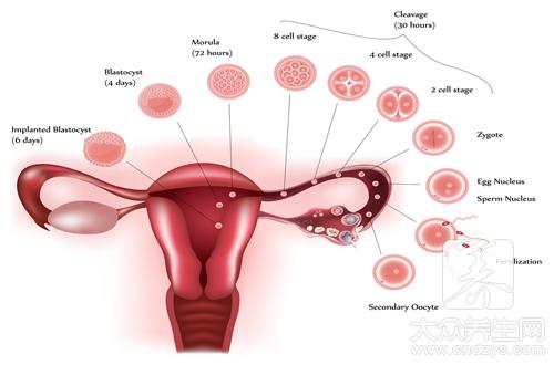 多囊卵巢能怀孕吗